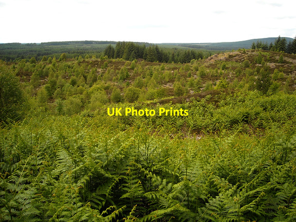 Photo 6"x4" Glentrool Forest Bargrennan c2009