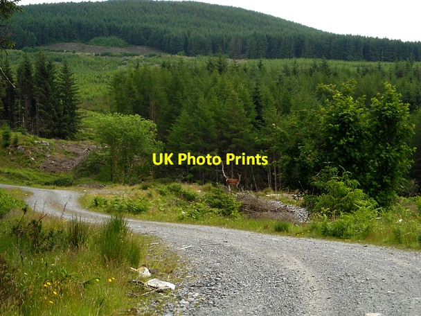 Photo 6"x4" Track  in Glentrool Forest Bargrennan c2009