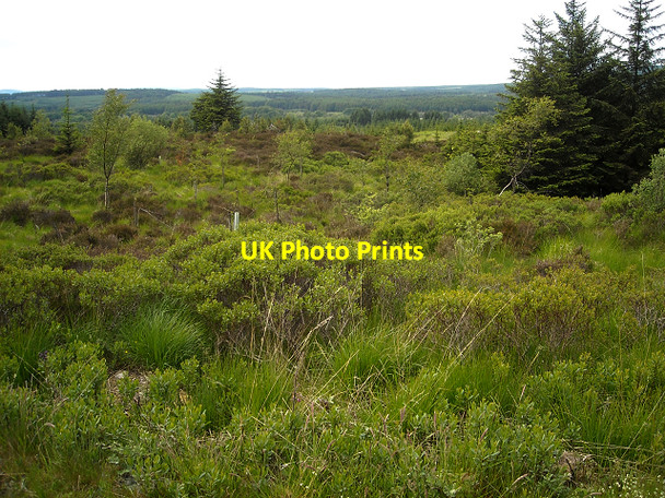Photo 6"x4" Glentrool Forest Bargrennan c2009