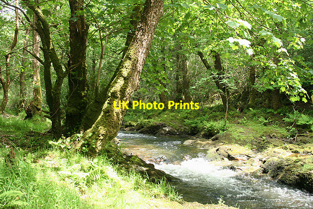 Photo 6"x4" Whitchurch: Lower Walkham Valley 1 Grenofen c2009