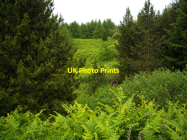 Photo 6"x4" Glentrool Forest Bargrennan c2009