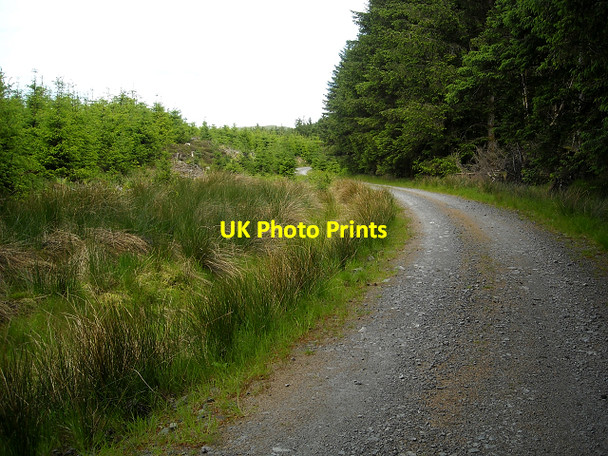 Photo 6"x4" Track in Glentrool Forest Pulniskie Burn c2009 P1