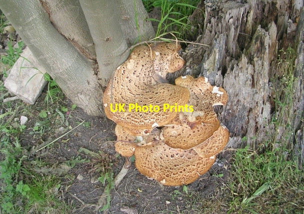 Photo 6"x4" Fungi in All Saints Graveyard - Church Hill Sherburn in Elmet c2009