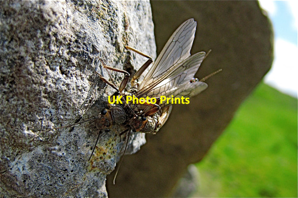 Photo 6"x4" Gordale Beck: mating stoneflies Bordley c2009