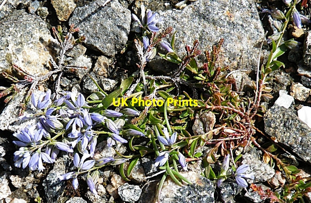 Photo 6"x4" Milkwort (Polygala sp) Ceann Tangabhal c2009