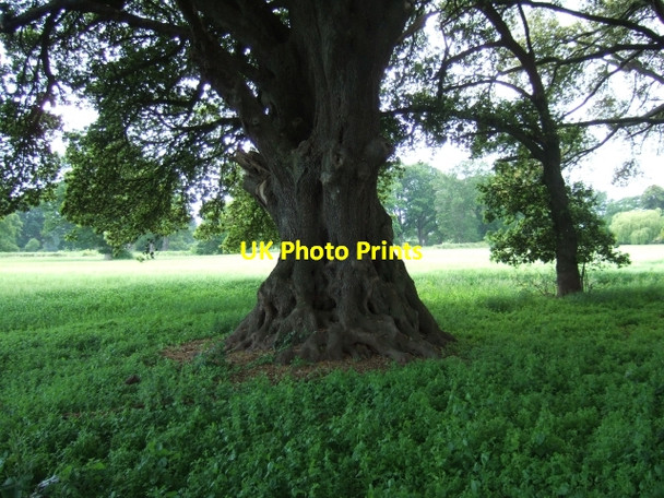 Photo 6"x4" Trunk of tree in Powderham Castle deer park Powderham c2009