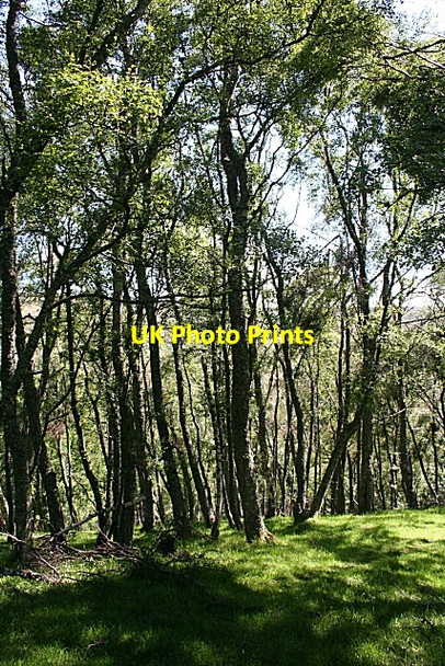 Photo 6"x4" Birch Woods Milltown of Auchindoun c2009