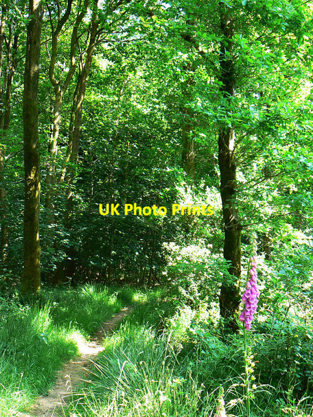 Photo 6"x4" Track into Savernake Forest, near Cadley Cadley\/SU2066 c2009