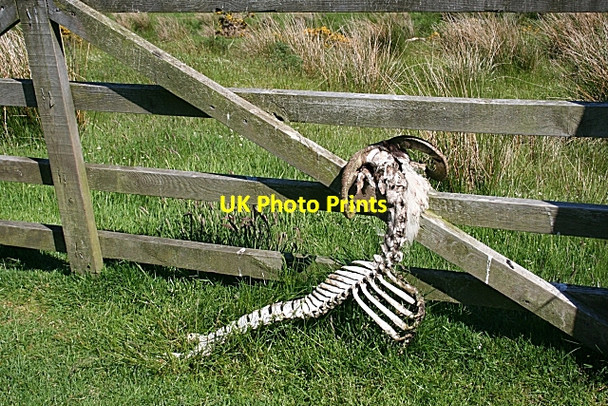 Photo 6"x4" A Grisly Sight Dufftown c2009