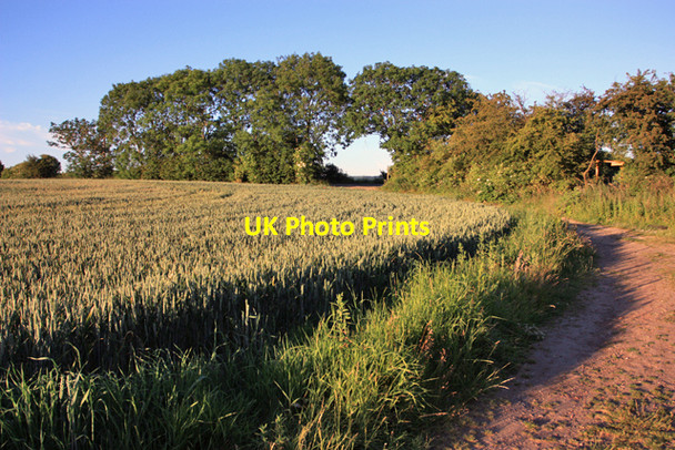 Photo 6"x4" Wheatfield, and footpath to Common Lane Brough\/SE9326 c2009