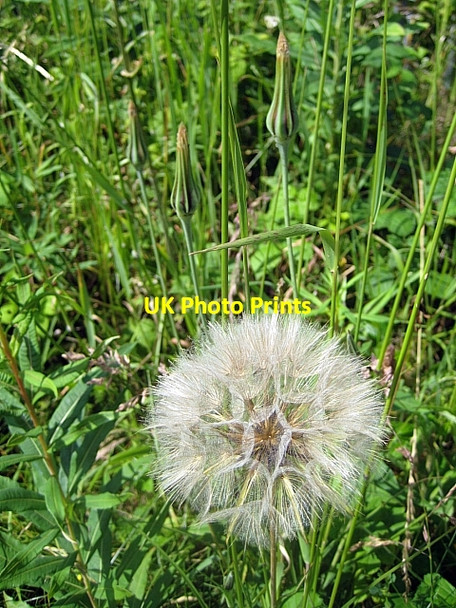 Photo 6"x4" Goatsbeard, Tragopogon pratenis Carr Gate c2009