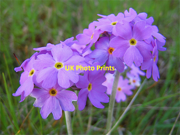 Photo 6"x4" Malham Tarn: bird's-eye primrose Water Houses\/SD8867 c2009