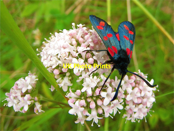 Photo 6"x4" Sandend: six-spot Burnet moth feeding among the dunes Sandend c2009