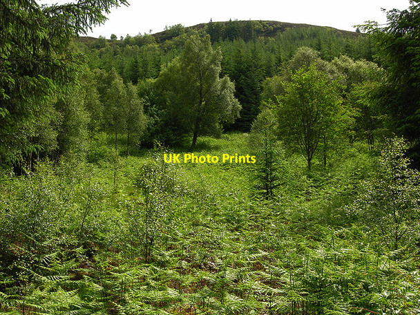 Photo 6"x4" Open area in the forest Torlundy c2009