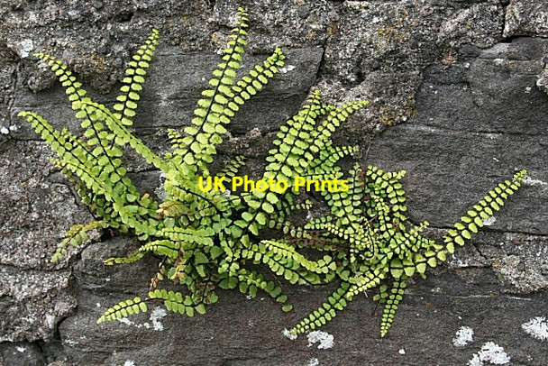 Photo 6"x4" Maidenhair Spleenwort (Asplenium trichomanes) Forfar c2009