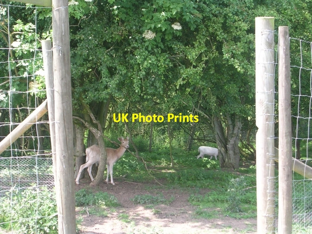Photo 6"x4" Deer Park - Yorkshire Lavender Farm Terrington c2009