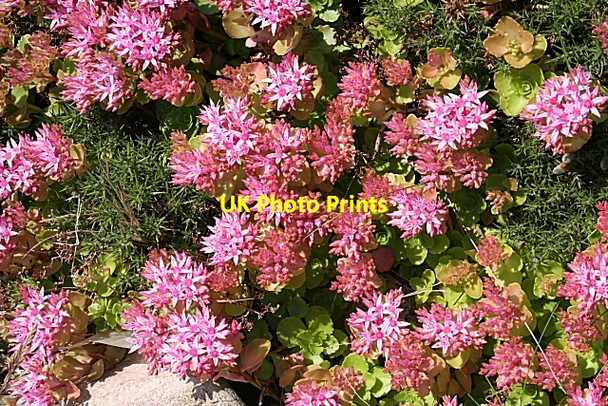 Photo 6"x4" Caucasian Stonecrop (Sedum spurium) Kingston\/NJ3365 c2009