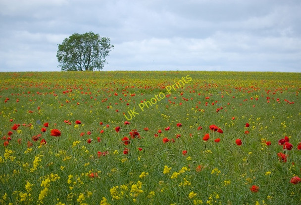Photo 6"x4" Rape and poppies, Leven Leven\/TA1045 c2009