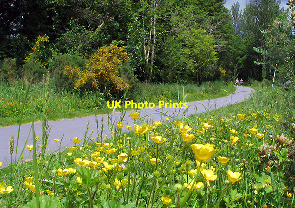 Photo 6"x4" Wildflowers by the Lagan towpath Drumbeg\/J3066 c2009