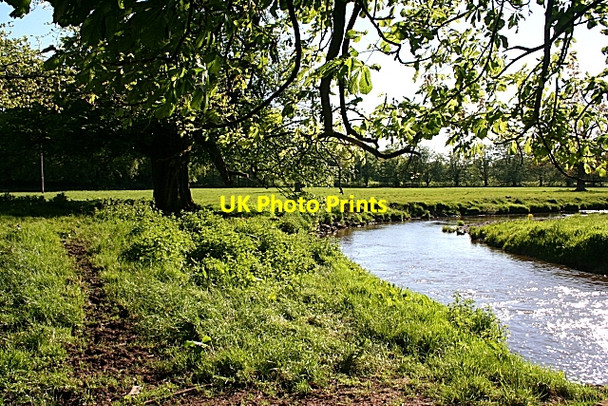 Photo 6"x4" Under the Spreading Chestnut Tree Burnfoot\/NY2574 c2009