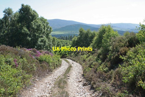 Photo 6"x4" Track through Straan Wood Advie c2009
