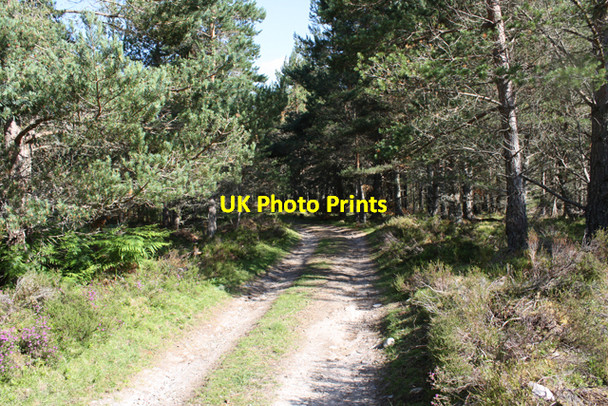 Photo 6"x4" Track through pine woods, Glen Tulchan Advie c2009