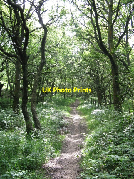 Photo 6"x4" Through The Woods - South Of Walkerwood Reservoir Landslow Green c2009