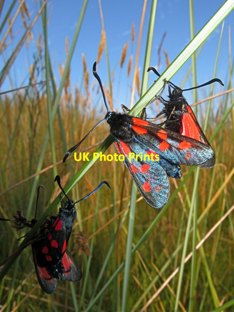Photo 6"x4" Forvie: six-spot Burnet moths Newburgh\/NJ9925 c2009
