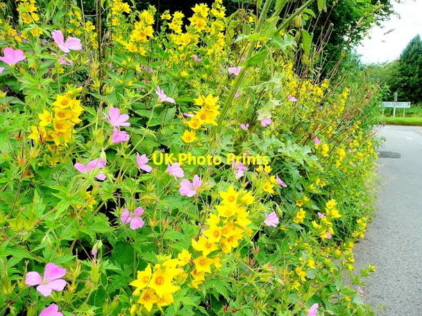 Photo 6"x4" Yellow and pink roadside Welsh Newton c2009