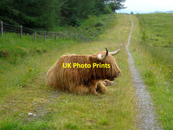 Photo 6"x4" Cycle Path Obstruction Aonachan c2009