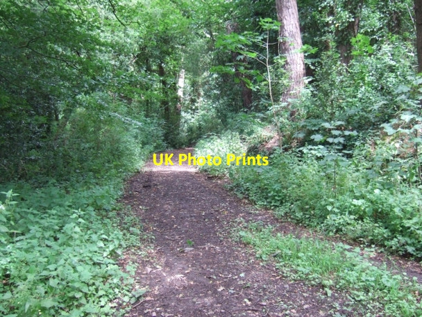 Photo 6"x4" A track between the University of Exeter and Belvidere Road Exeter c2009