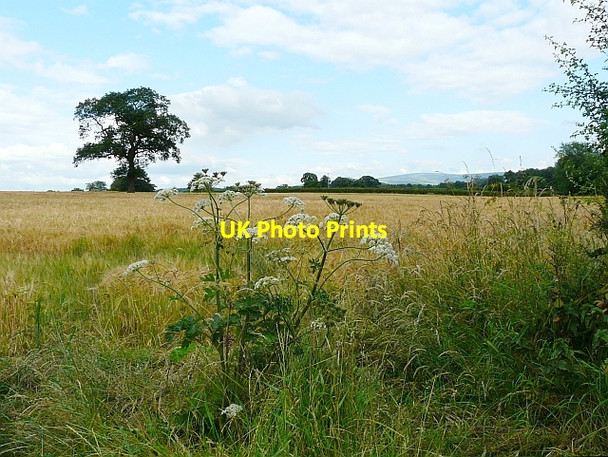 Photo 6"x4" Field of barley at Corby Hill Broadwath c2009