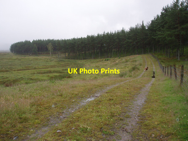 Photo 6"x4" Track alongside Revack Wood Anagach c2009