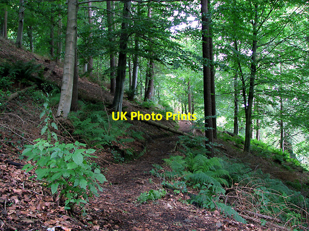 Photo 6"x4" Woodland, Minnowburn Path Drumbeg\/J3066 c2009