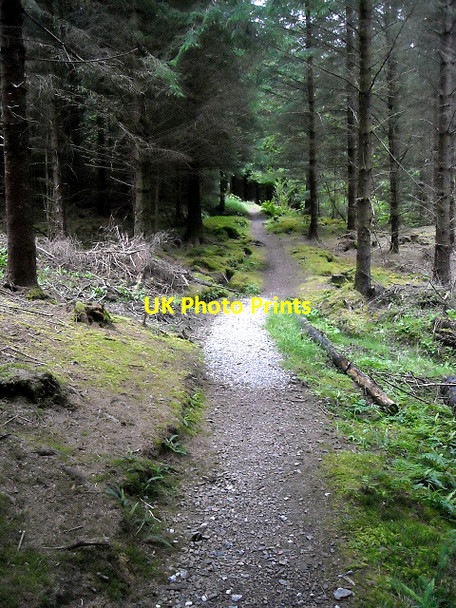 Photo 6"x4" Forest Path at Inchree Inchree c2009