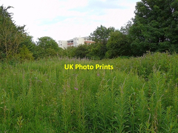 Photo 6"x4" Wild place behind the Cumberland Infirmary Carlisle c2009