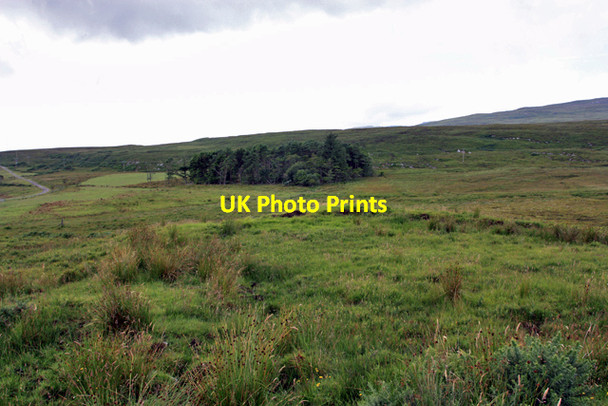 Photo 6"x4" A copse in the moorland Inverlussa c2009