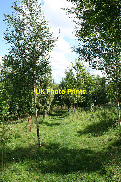 Photo 6"x4" Stoke St Mary: Henlade Wood Ash\/ST2822 c2009