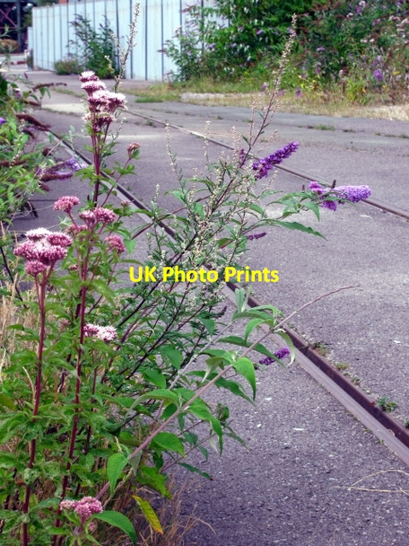 Photo 6"x4" Flora & Tracks, Taylor Street, Birkenhead Birkenhead\/SJ3088 c2009