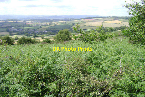 Photo 6"x4" Bracken by a lane, western slopes of Little Haldon Luton\/SX9076 c2009