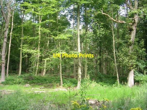Photo 6"x4" Screamer Wood - Redwood Drive Bradley\/SE1620 c2009