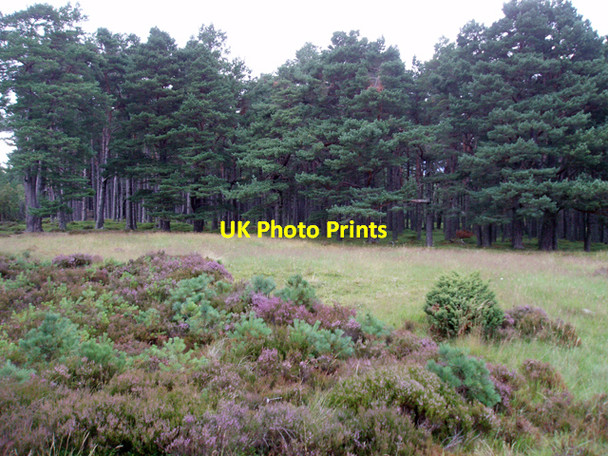 Photo 6"x4" Abernethy Forest at Bognacruie Clachaig\/NJ0218 c2009