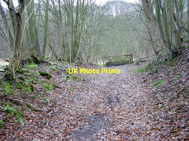 Photo 6"x4" Leaf covered woodland track Hodnetheath c2008