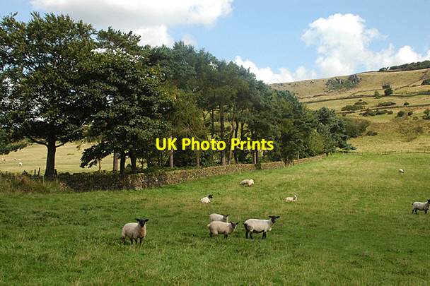 Photo 6"x4" Sheep & hills Roche Grange c2009