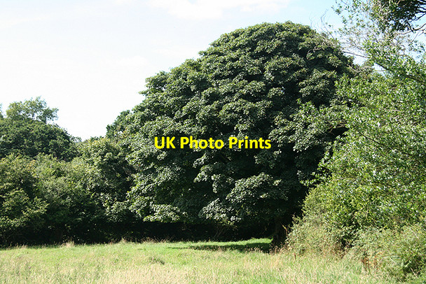 Photo 6"x4" Moretonhampstead: Sycamore tree Doccombe c2009