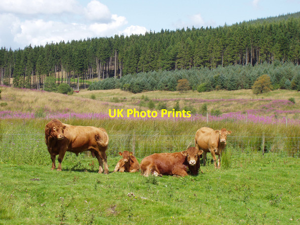 Photo 6"x4" Cattle at Bellsburnfoot, near Kielder, Northumberland Kielder c2009
