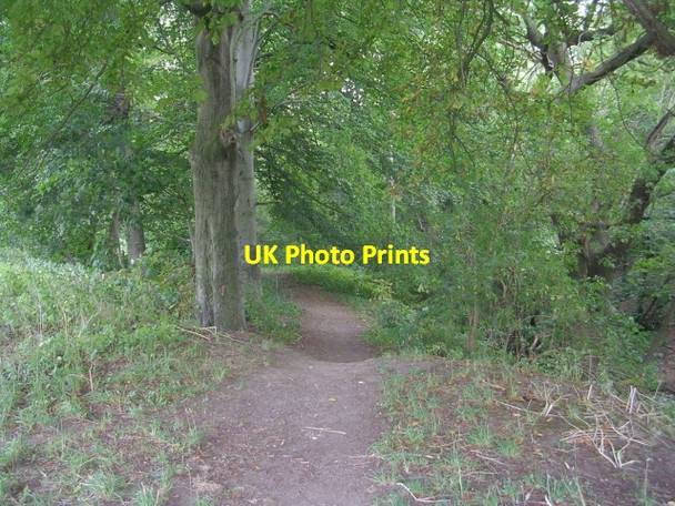 Photo 6"x4" Woodland path - Allerton Grange Way Chapel Allerton\/SE3037 c2009