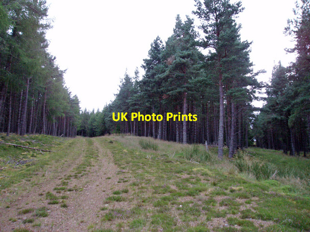 Photo 6"x4" Conifer plantation on Cairn Ballantruan Cairn Ballantruan c2009