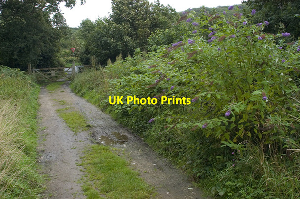 Photo 6"x4" Track to Yealand Storrs Yealand Storrs c2009