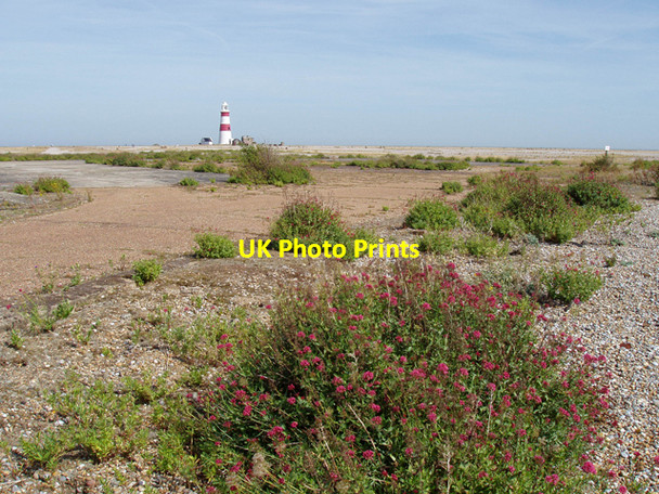 Photo 6"x4" Plant life on Orford Ness Orford\/TM4249 c2009